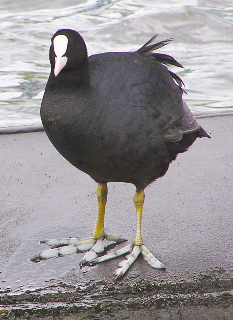 Лысуха