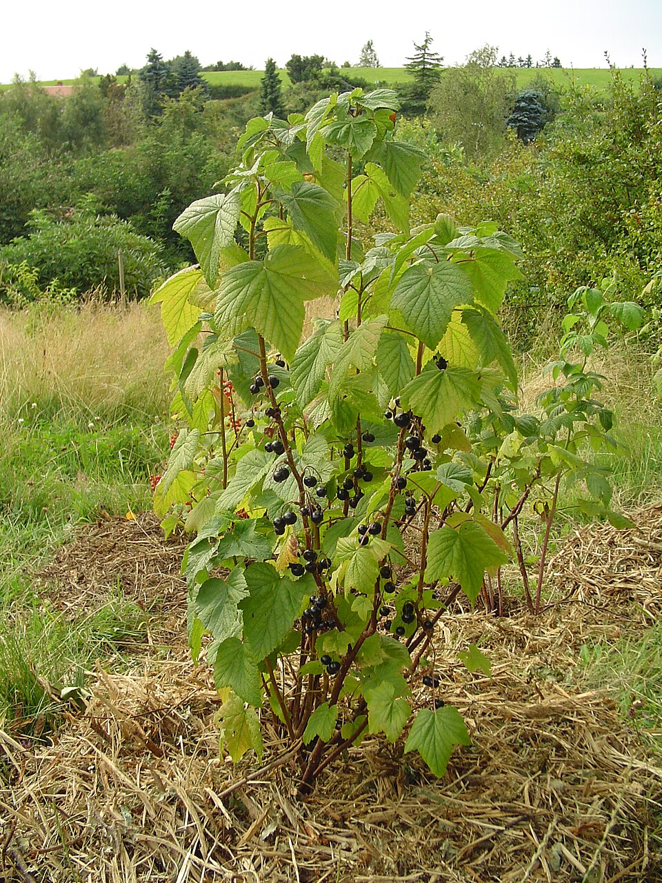 Смородина чёрная